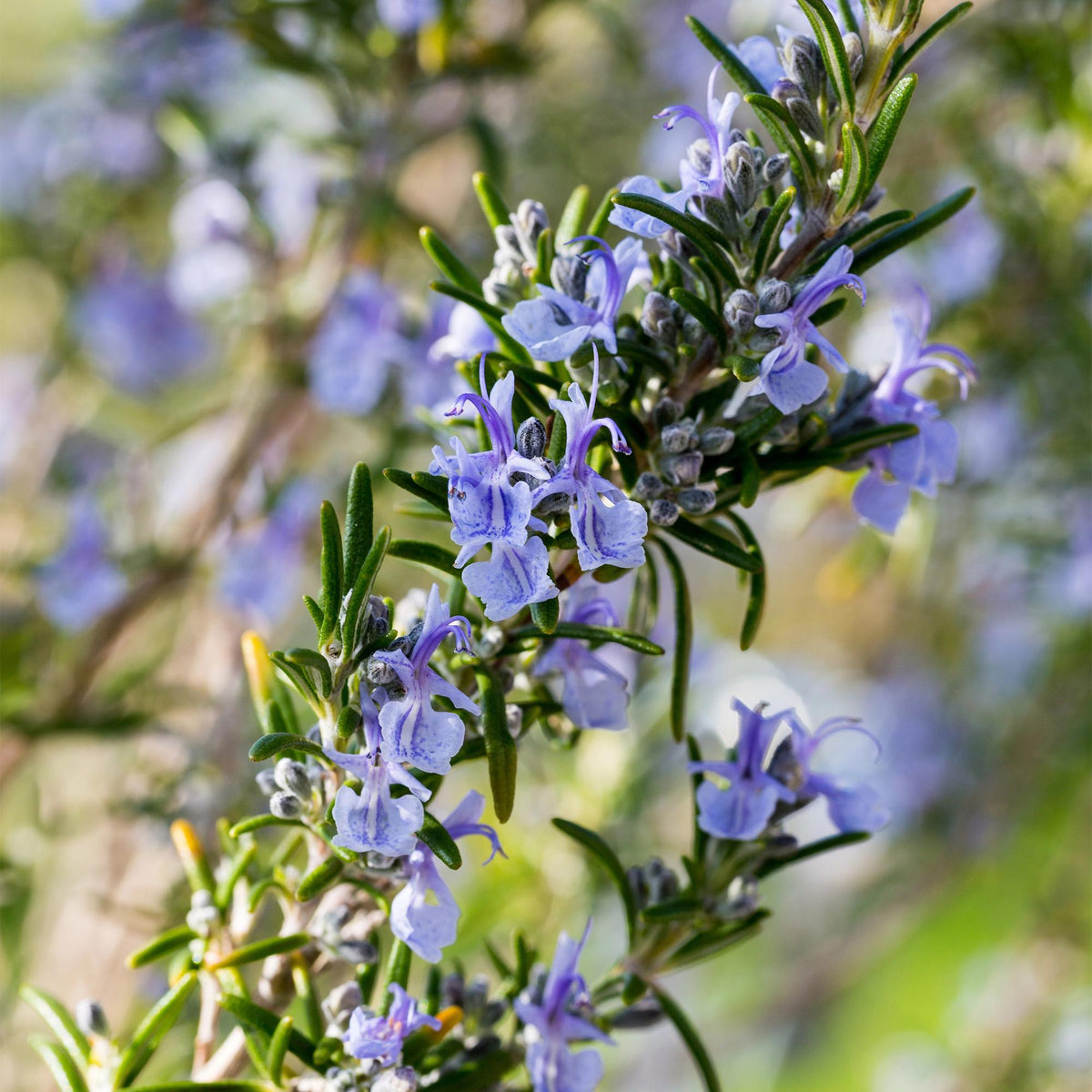 Rosmarinus officinalis, groene bladeren