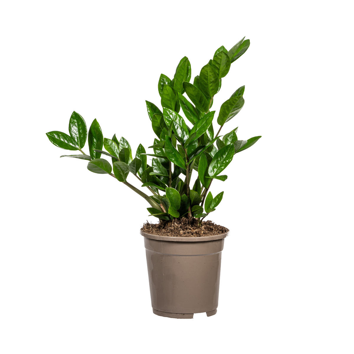 Zamioculcas Zamiifolia, plant in pot