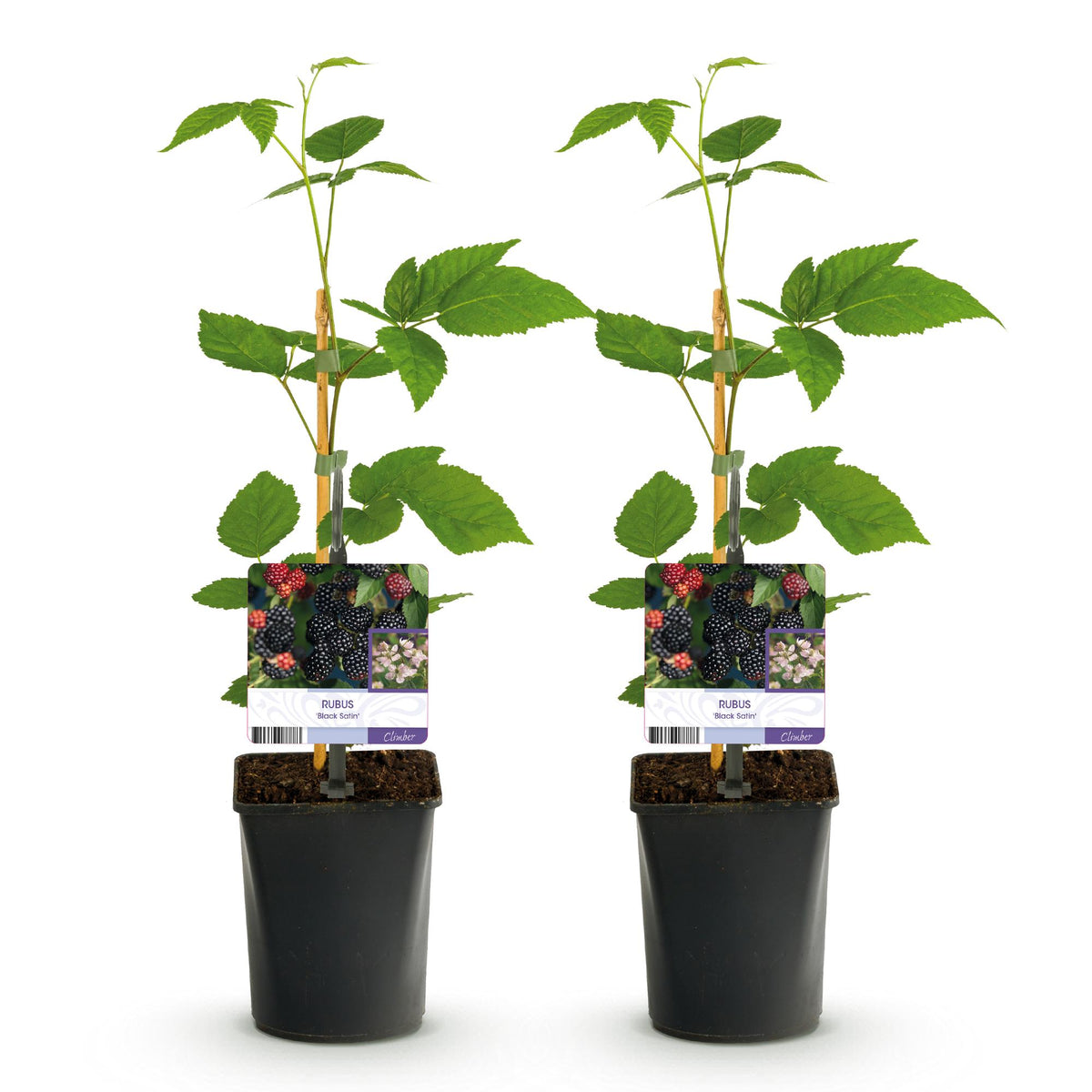 Braam, groeiwijze van de plant