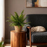 Nephrolepsis exaltata Green Lady met mand