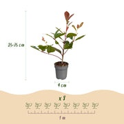 Glansmispel Red Robin, haagplant