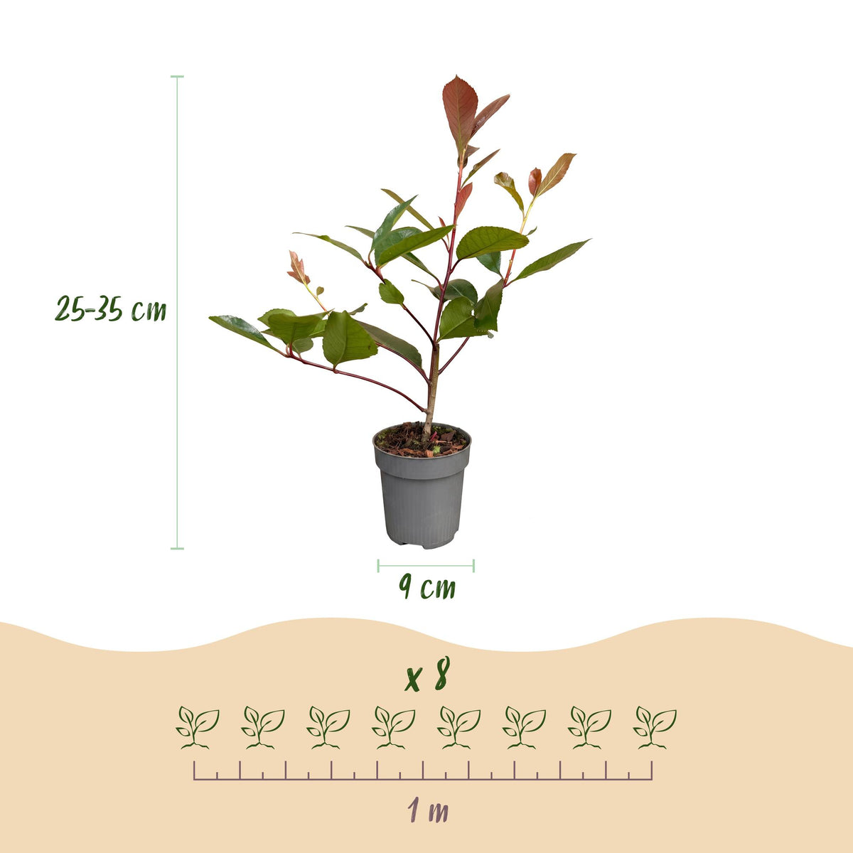 Glansmispel Red Robin, haagplant, groene bladeren