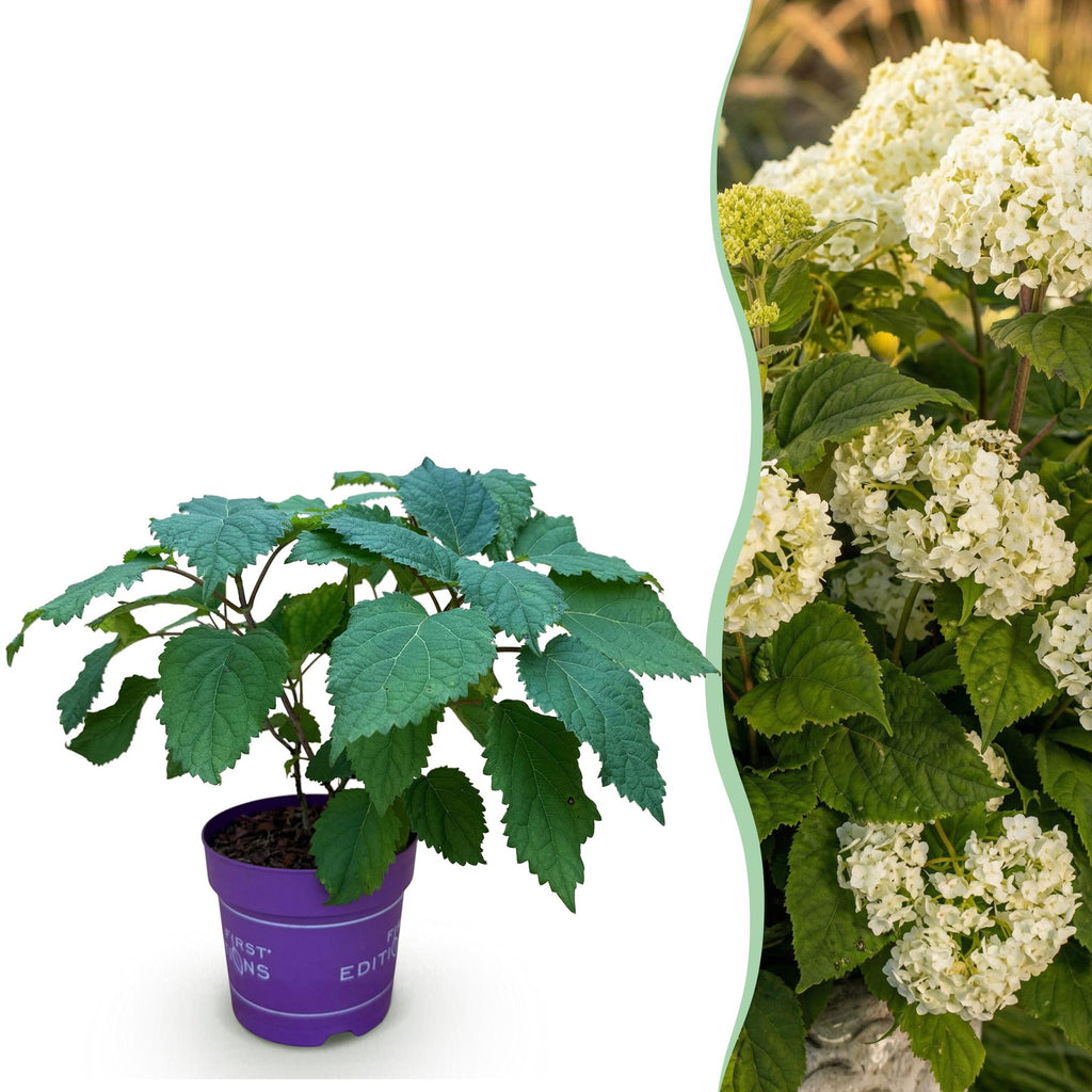 Hortensia FlowerWOW, sterke plant