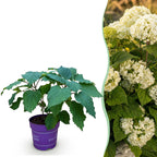 Hortensia FlowerWOW, sterke plant
