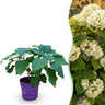 Hortensia FlowerWOW