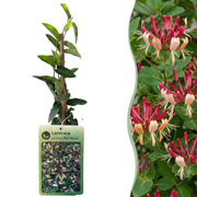 Lonicera japonica &