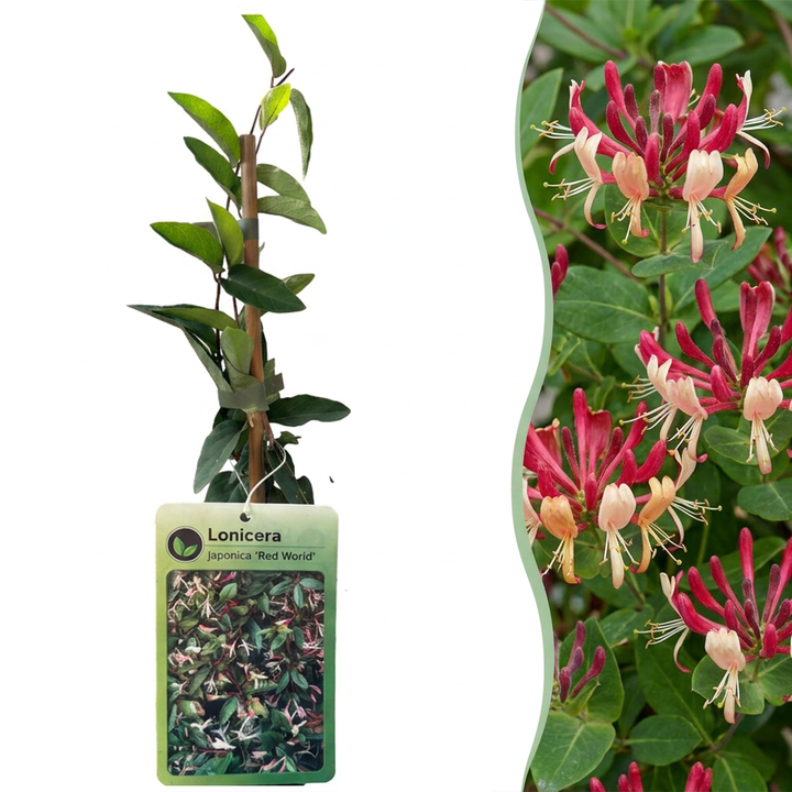 Lonicera japonica &