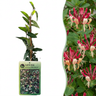 Lonicera japonica 'Red World' - rode Japanse kamperfoelie - Ø9 cm