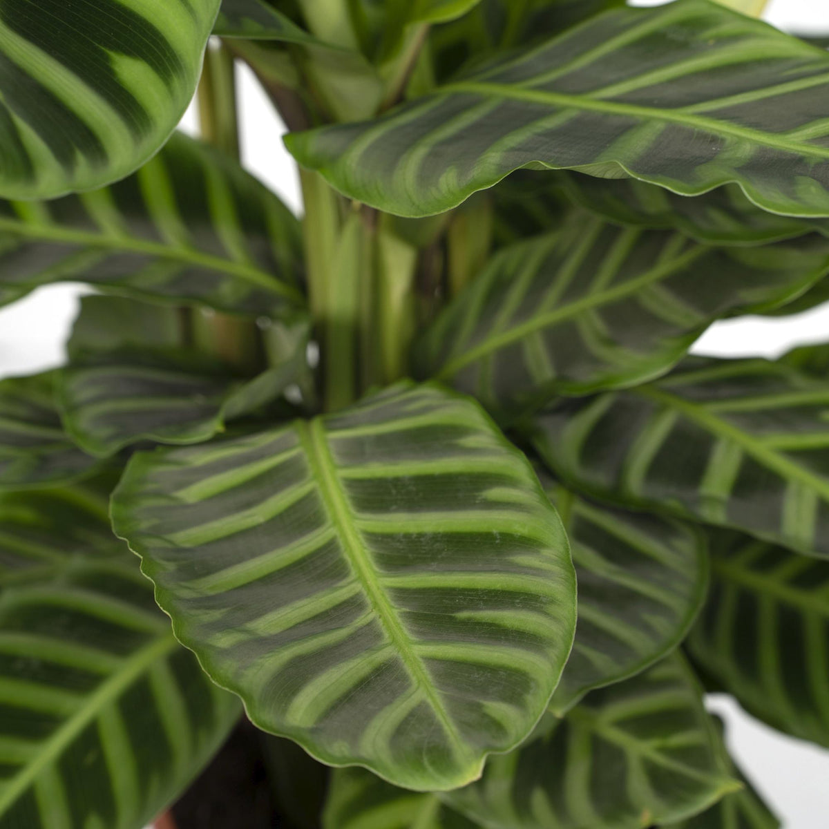 Calathea Zebrina - Pauwenplant, groeiwijze van de plant