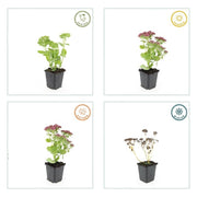 Sedum &