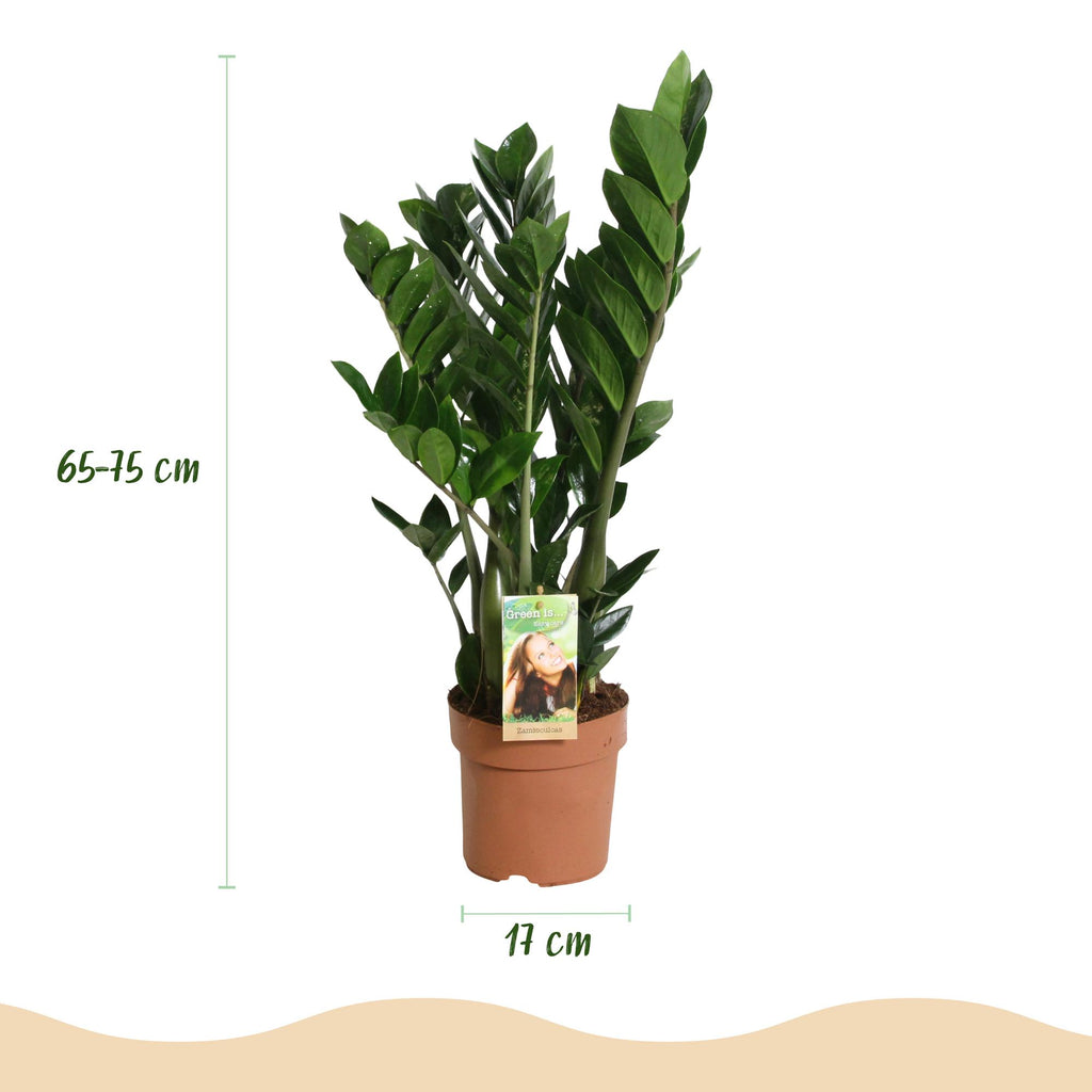 Zamioculcas, 65-75 cm hoog, gezonde plant