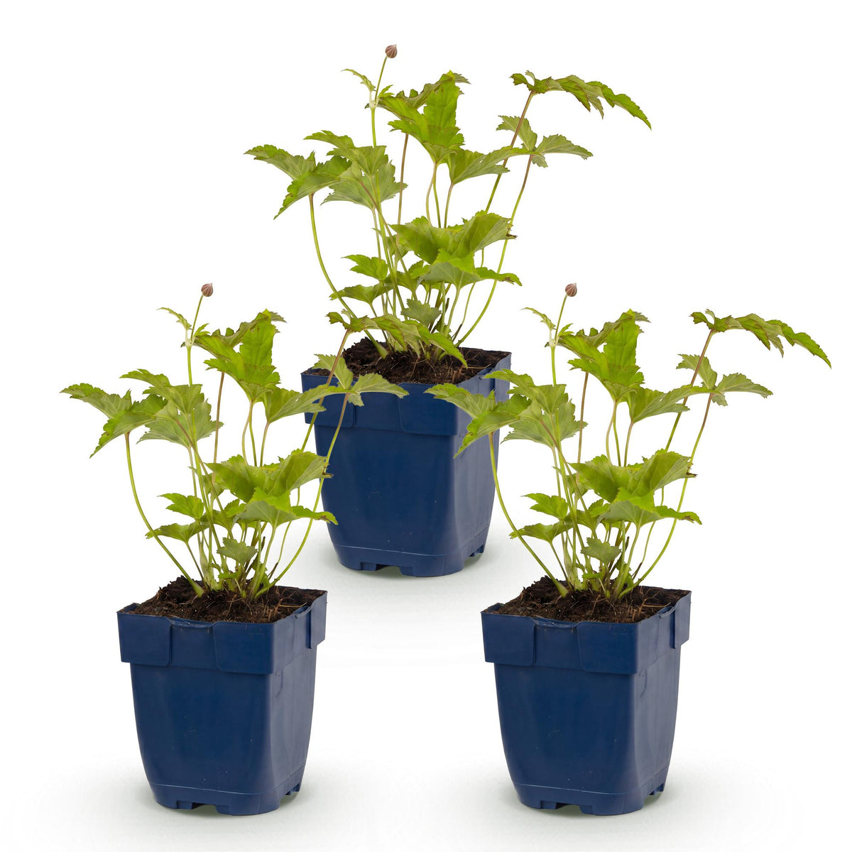 Herfst anemoon hybr. Hon. Jobert, 3x met witte bloemen, plant voor tuin en border