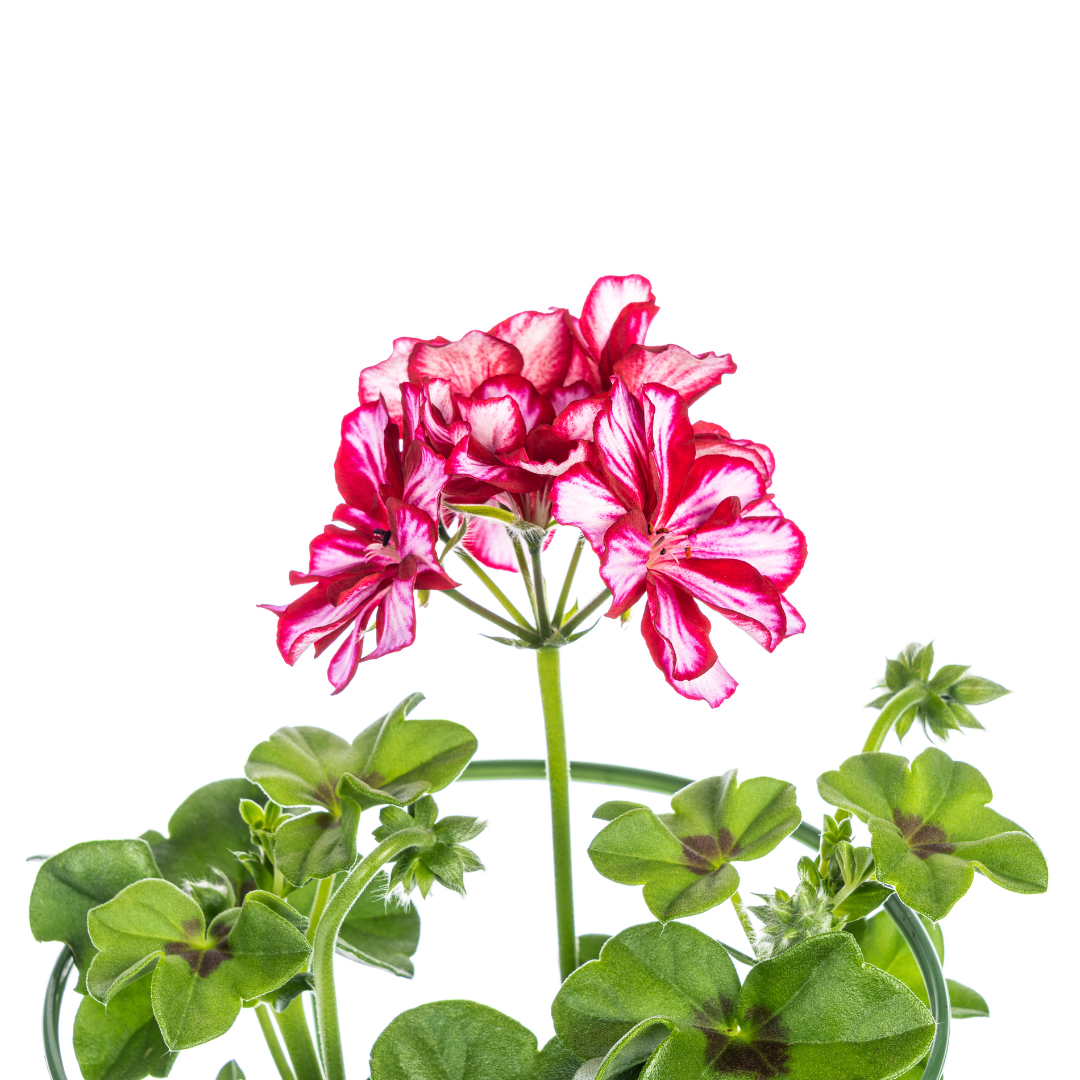 8x Pelargonium Peltatum Mexica Ruby, kenmerkend blad