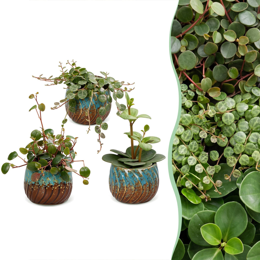 3x Baby Peperomia Mix