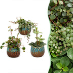 3x Baby Peperomia Mix