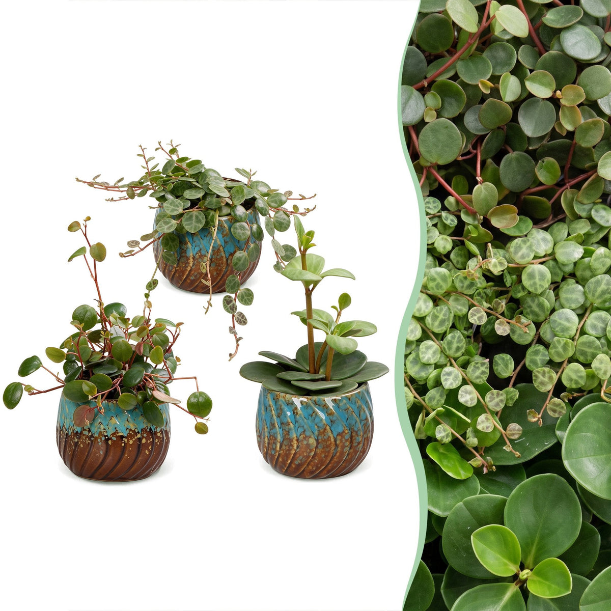 3x Baby Peperomia Mix