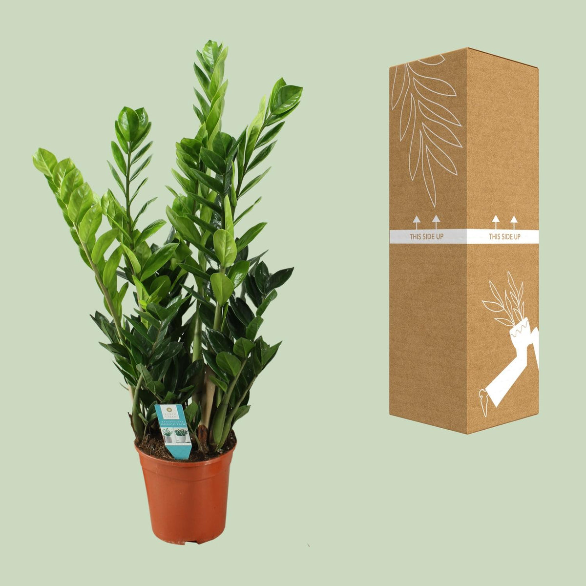 Zamioculcas, groeiwijze van de plant