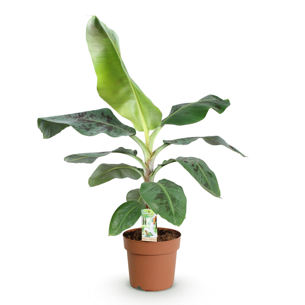 Musa acuminata Dwarf Cavendisch, kenmerkend blad