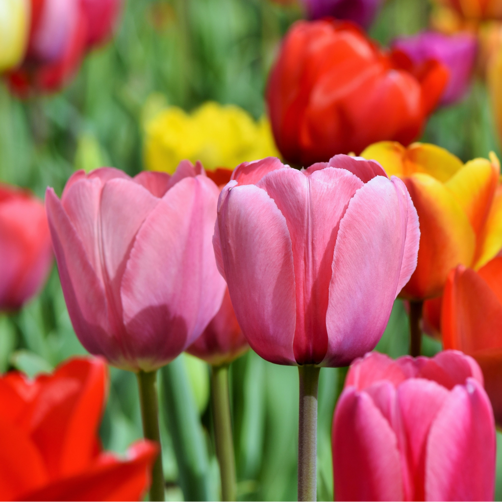 Detailfoto van Tulpenbollen mix, kleurrijke tulpenmix, 20 stuks