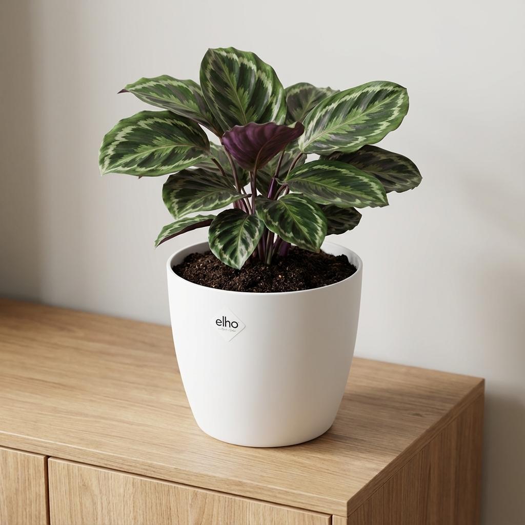 Productafbeelding van Pureplant