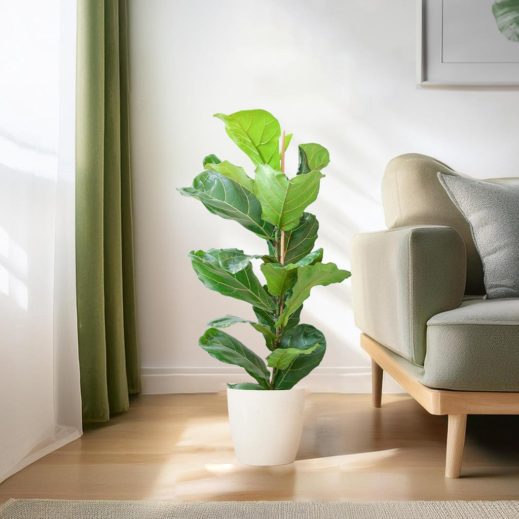Ficus Lyrata met witte pot, plant in pot