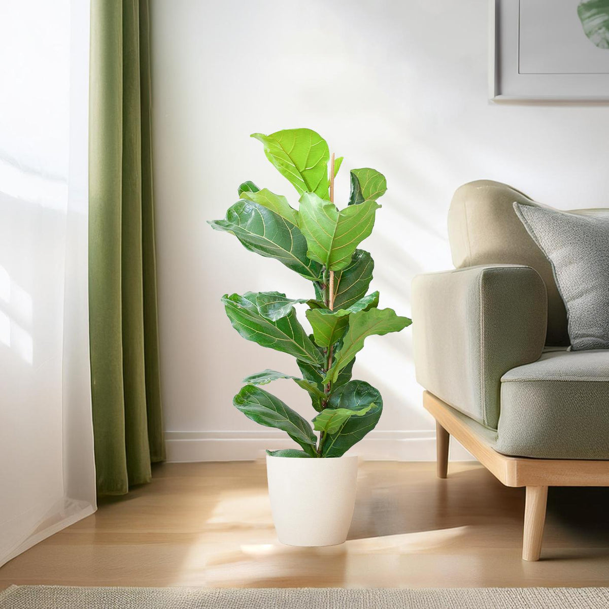 Ficus Lyrata met witte pot, plant in pot