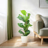 Ficus Lyrata met witte pot