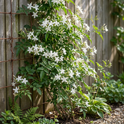 Jasminum officinale - echte jasmijn - set van 6 - Ø9 cm