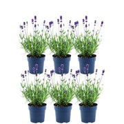 Echte lavendel Felice, set van 6 planten