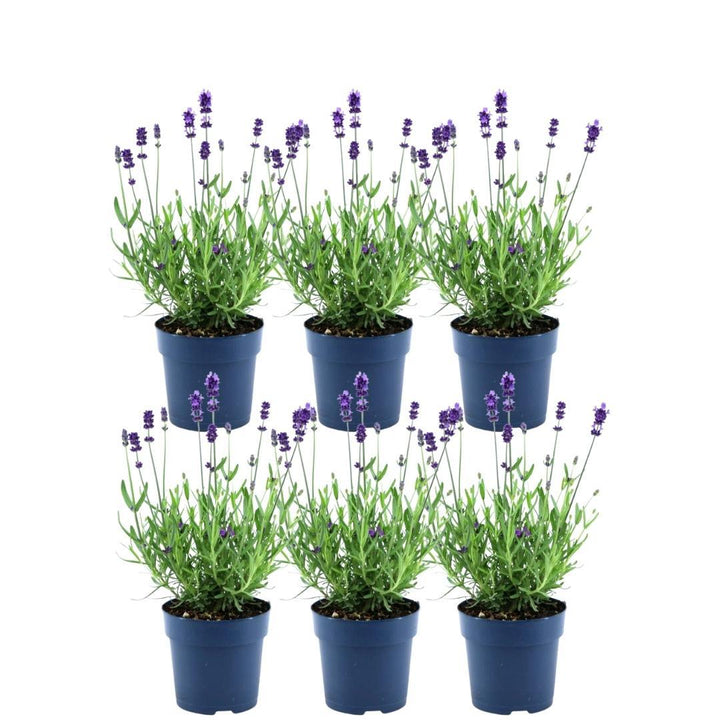 Echte lavendel Felice, set van 6 planten