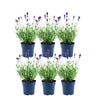 Echte lavendel Felice, set van 6 planten
