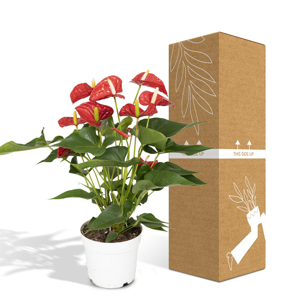 Detailfoto van Anthurium rood, kamerplant met glanzende bloemen, 55 cm hoog