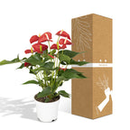 Detailfoto van Anthurium rood, kamerplant met glanzende bloemen, 55 cm hoog