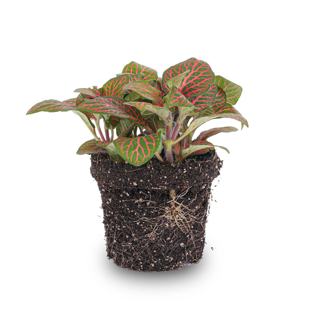 Fittonia 'Red', mozaïekplant met rode nerven, detail van het blad