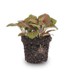 Fittonia 'Red', mozaïekplant met rode nerven, detail van het blad