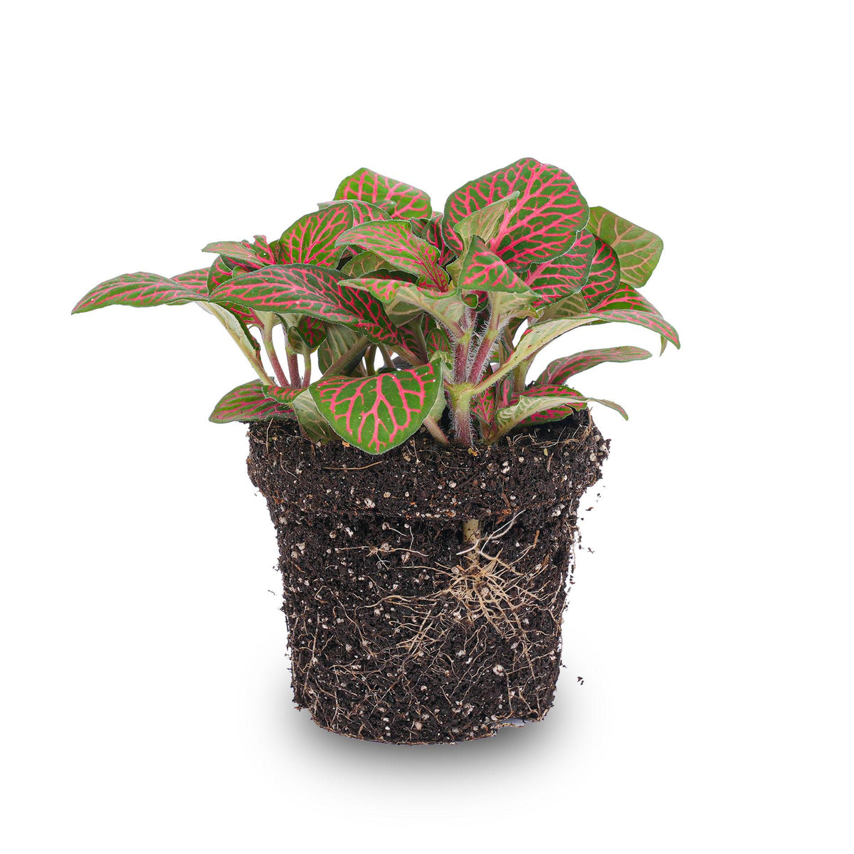 Fittonia 'Red', mozaïekplant met rode nerven, detail van het blad