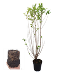 50x Gewone liguster, kenmerkend blad