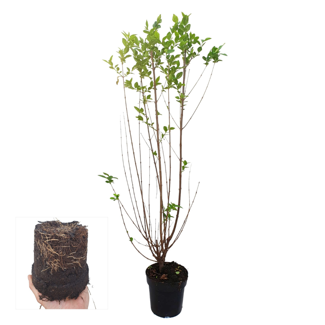 50x Gewone liguster, kenmerkend blad