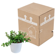 Portulacaria afra - in witte pot