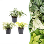 3x Epipremnum Tricolour - Geel - Groen - Creme - Tropisch - Ø6cm - ↕20-25cm, plant in pot