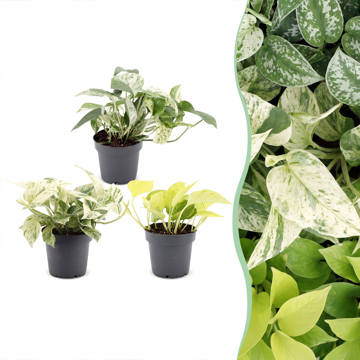 3x Epipremnum Tricolour - Geel - Groen - Creme - Tropisch - Ø6cm - ↕20-25cm, plant in pot
