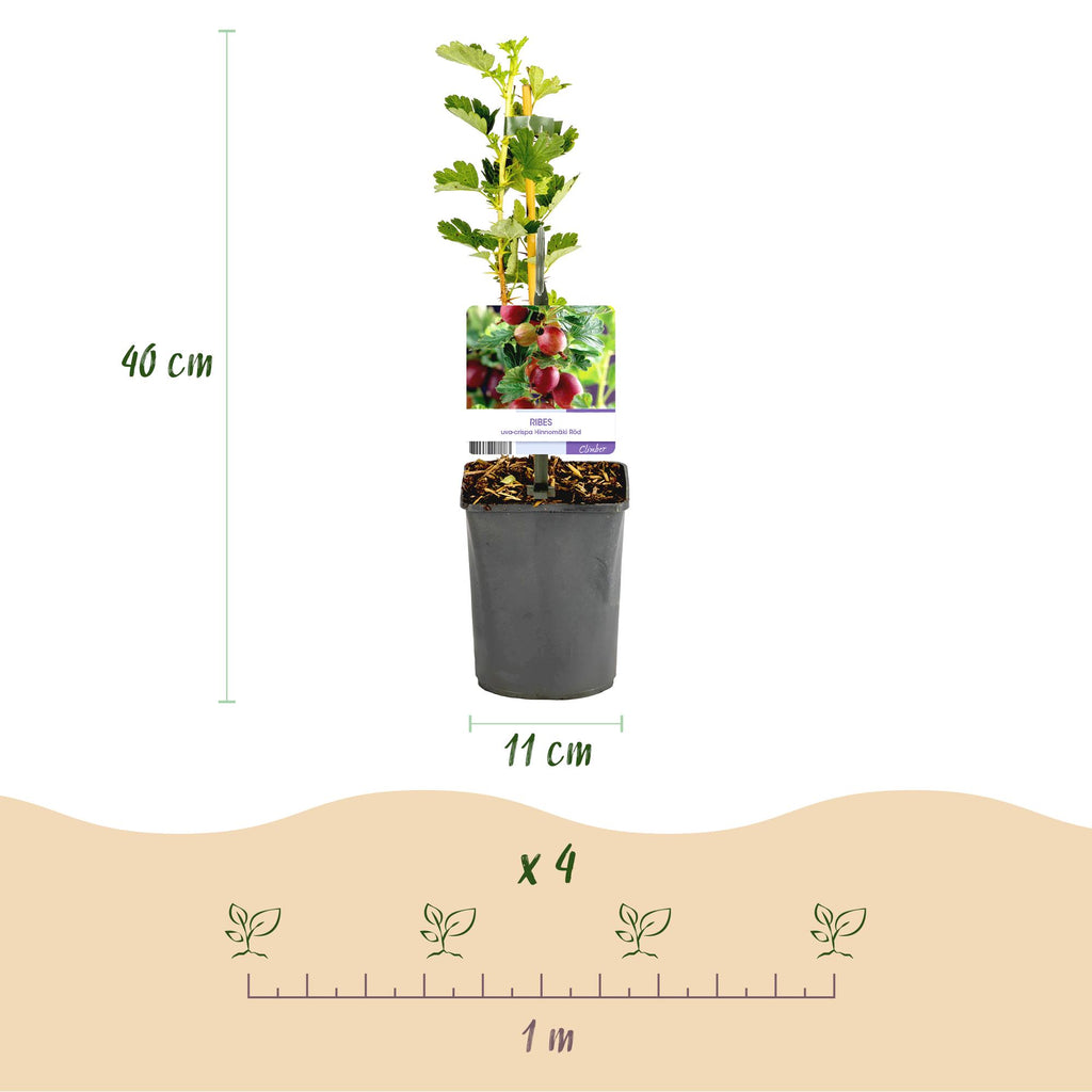 Kruisbes, groene bladeren