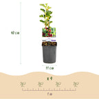 Kruisbes, groene bladeren