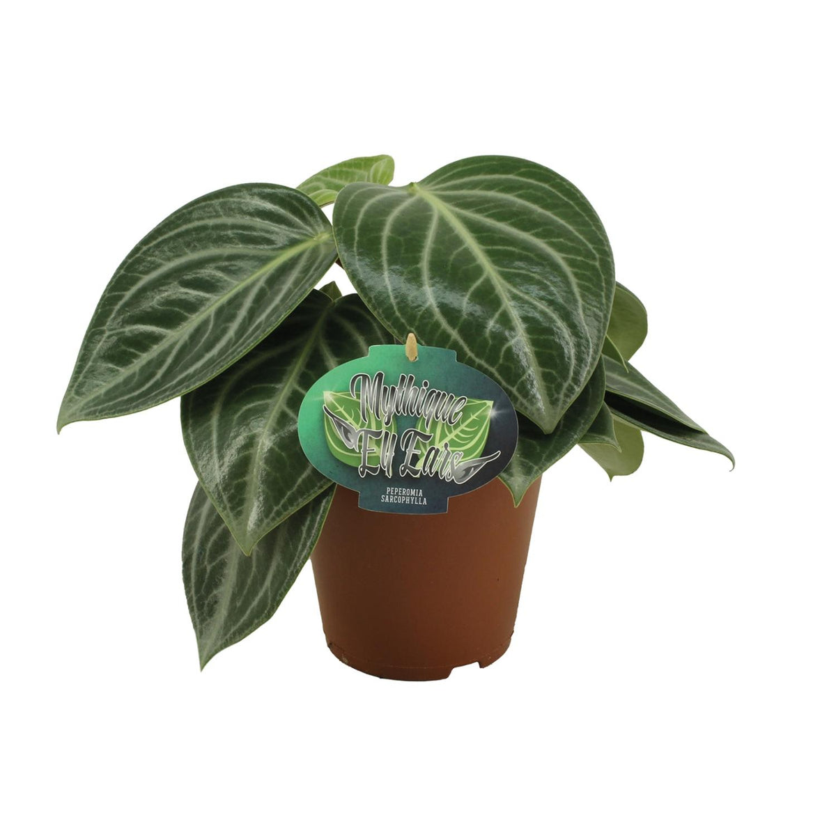 Productfoto van Peperomia Sarcophylla