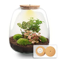 Planten terrarium - Emma - DIY kit - Coffea, rood, plant in pot