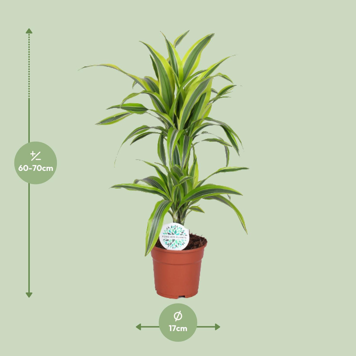 Detailfoto van Dracaena Lemon Lime