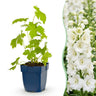 Ridderspoor (P) Galahad, met witte bloemen (6x)