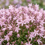 Campanula poscharskyana Lisduggan Variety - Servisch klokje, groeiwijze van de plant