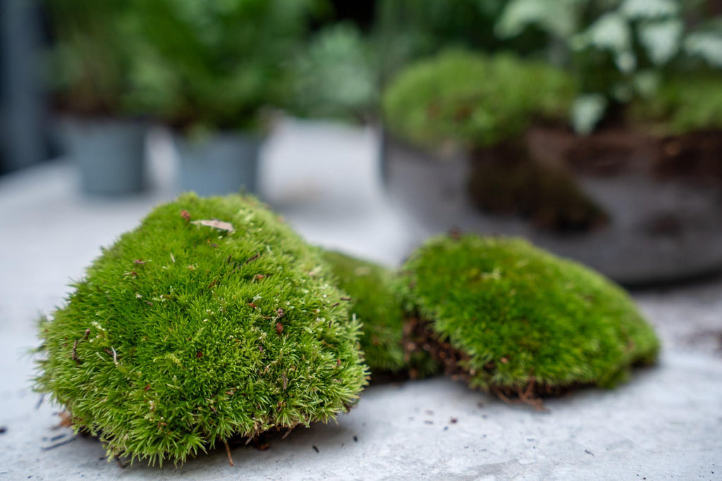Productafbeelding van Pureplant