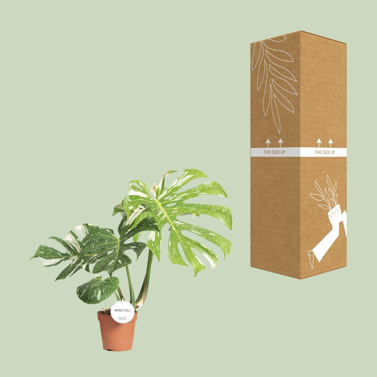 Monstera Thai Constellation, detail van het blad